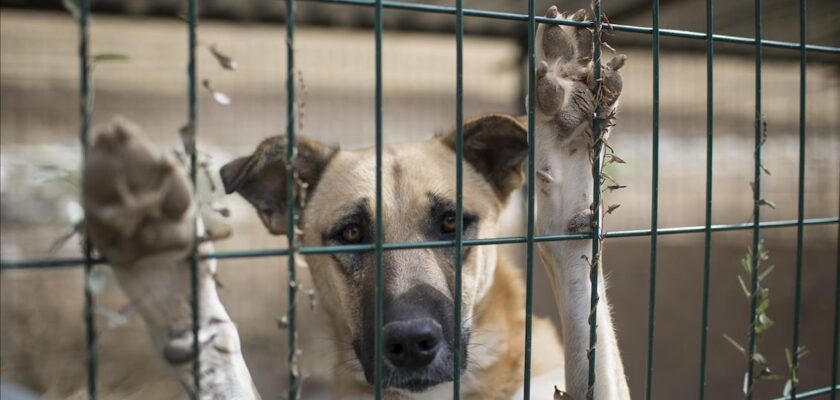 Çöpten çıkan ölü köpek ve kediler!